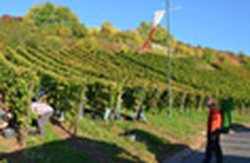 Vineyard Nierstein