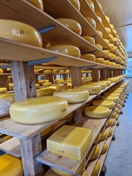 Gouda