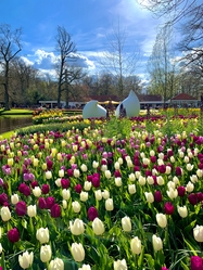 Keukenhof 3