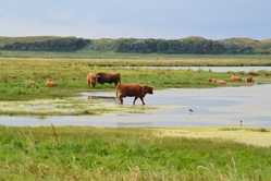 Northern Holland landscape