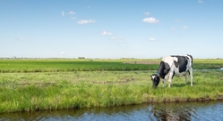 Flevoland cow