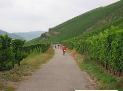 Riding through the vineyards