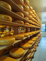 Cheese Farm