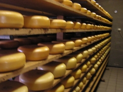 Cheese at cheesefarm