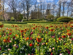 Tulip Tour