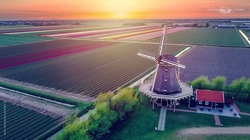 Tulip Tour