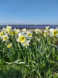 Tulip Tour