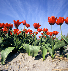 Keukenhof flowers