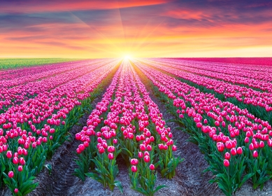 Holländische Tulpenblüte Holländische Tulpenblüte