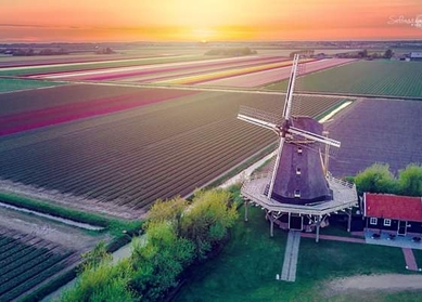 Holland & Belgien Premium-Tulpenreise