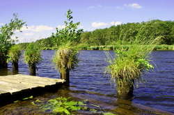 Peene river nature