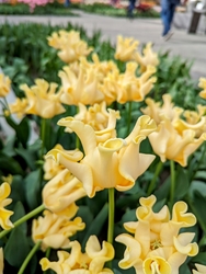 Tulip Tour