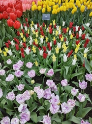 Keukenhof