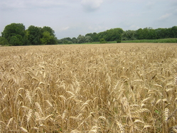 French wheat fields