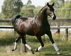 Hannoverian horse