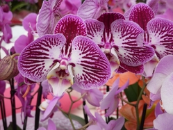 Keukenhof flowers