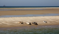 Seals on UNESCO haritage wadden-sea