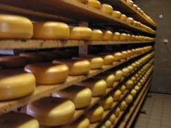 Cheese at cheesefarm