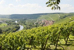 Vineyard close to Volkach