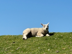 Merlijn’s Holland, Friesland & Texel tour