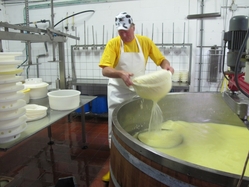 Cheese maker at cheesefarm