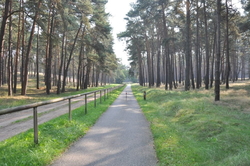 Brandenburg forest