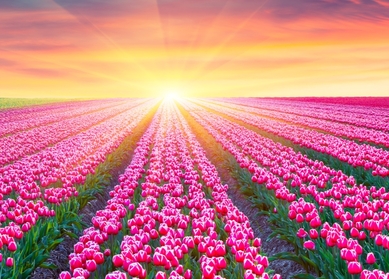 Tulip expedition, Northbound | Treasure hunt to all the tulip fields of the netherlands Tulip expedition, Northbound | Treasure hunt to all the tulip fields of the netherlands